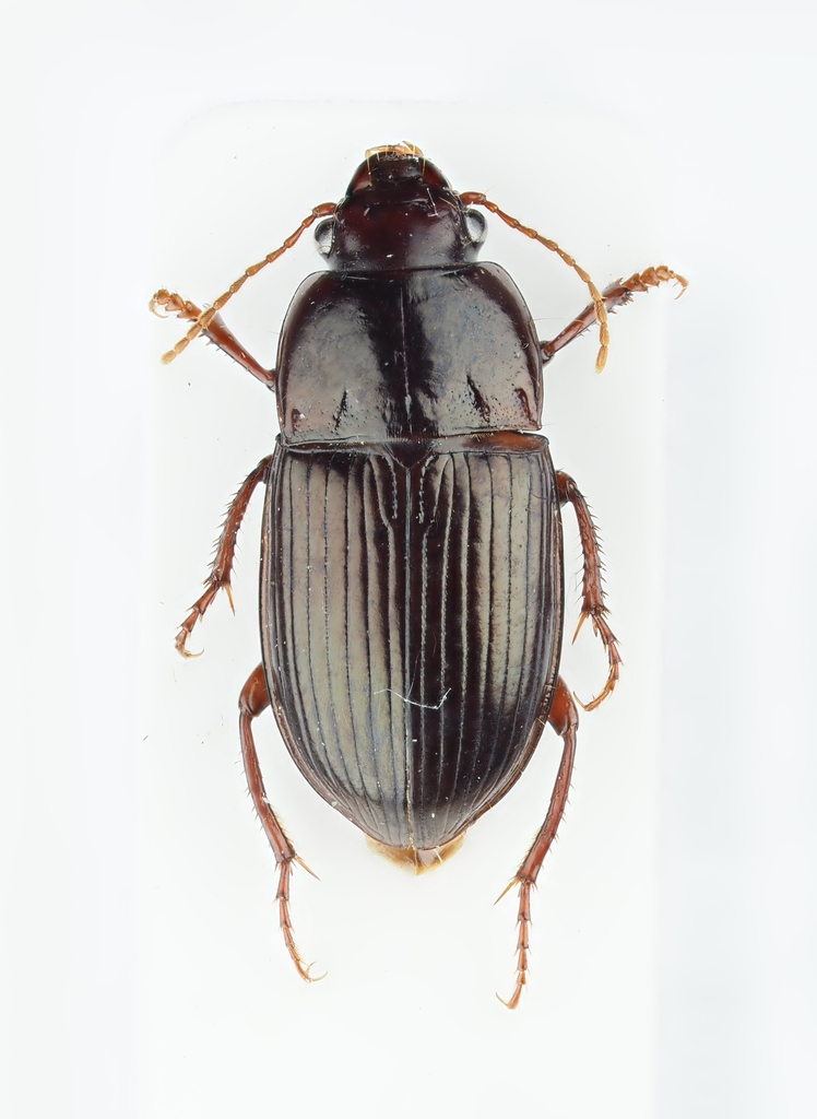 Amara consularis