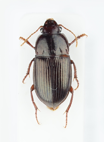 Amara consularis