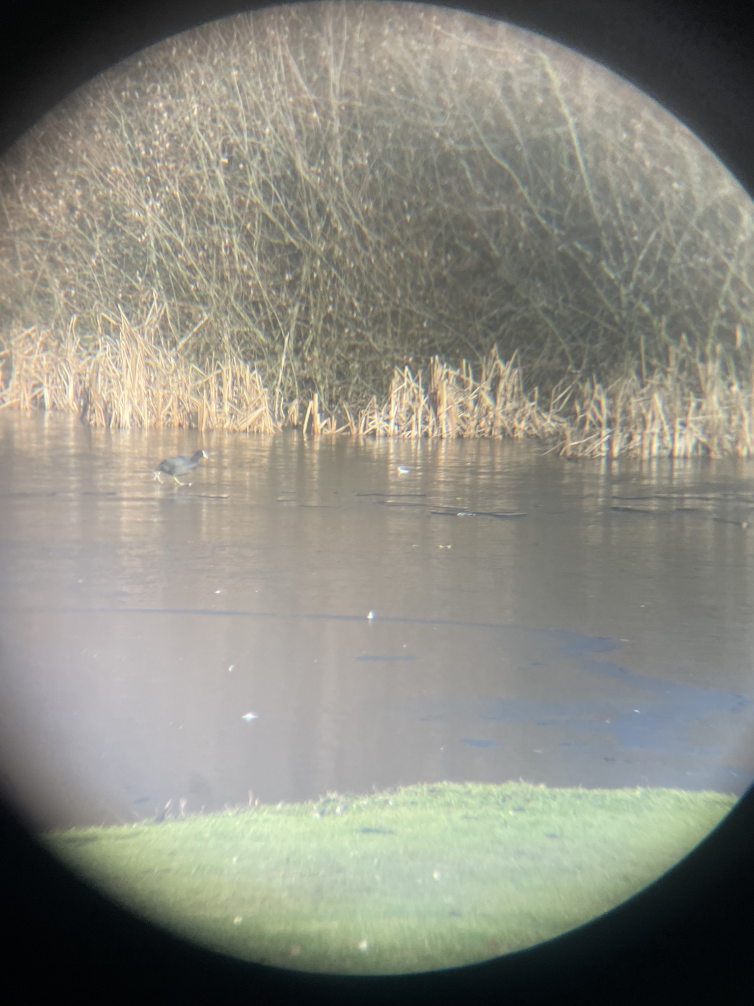 Eurasian Coot (Fulica atra), photo 10