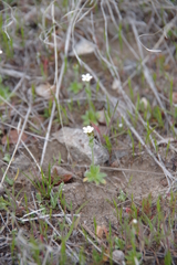 Plagiobothrys tenellus