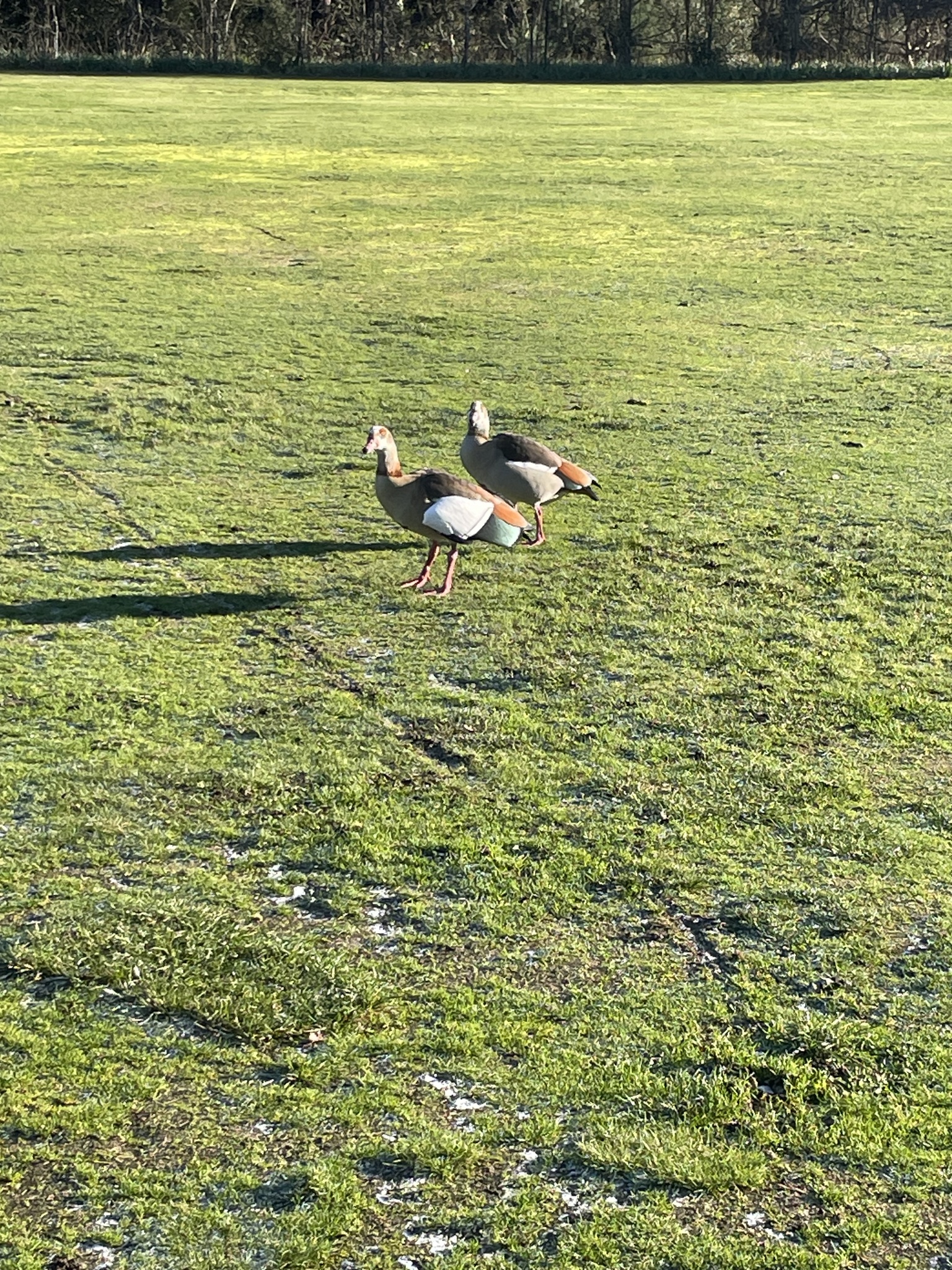 Egyptian Goose (Alopochen aegyptiaca), photo 6