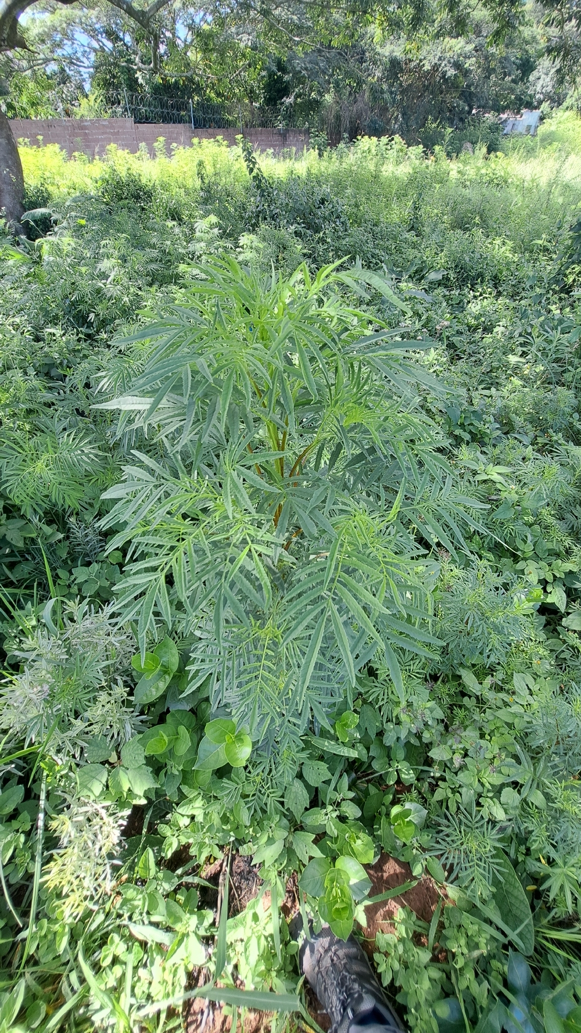 Mexican marigold