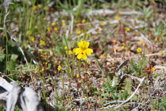 Erythranthe carsonensis