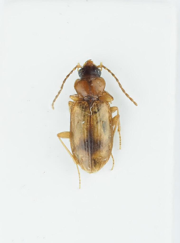 Tachys fulvicollis