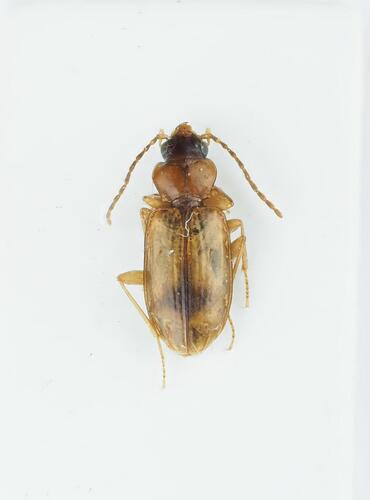 Tachys fulvicollis