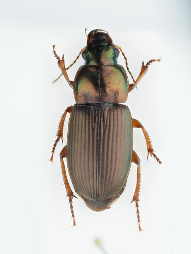 Harpalus cupreus