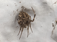 Araneidae