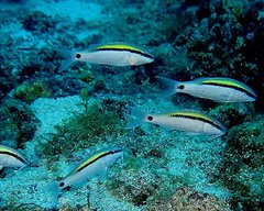 Parupeneus barberinus