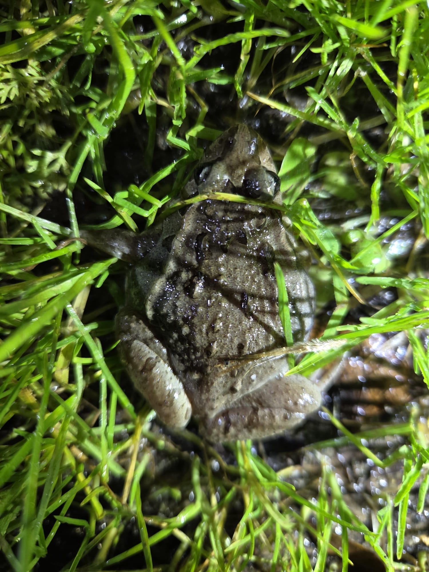 Discoglossus