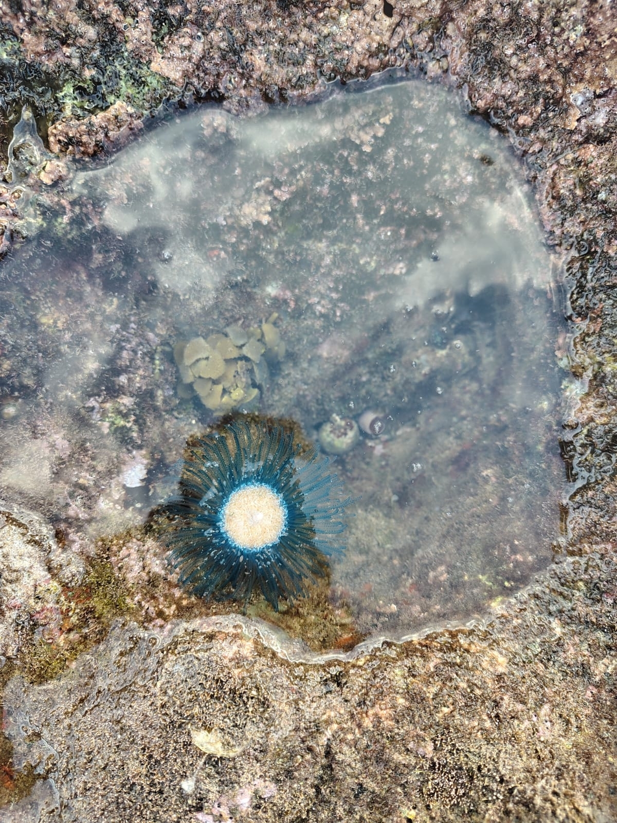 Porpita porpita (Linnaeus, 1758)