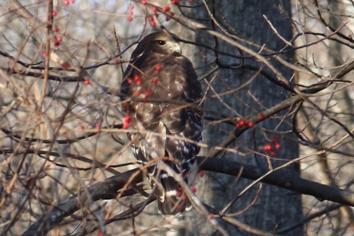 Buteo lineatus (Gmelin, 1788)