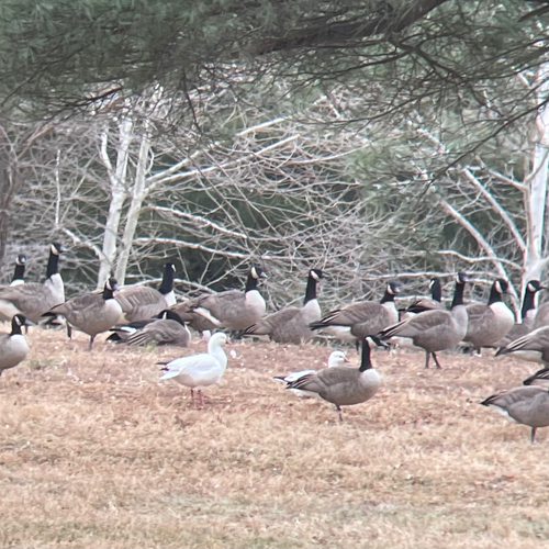 Ross's Goose (Anser rossii), photo 4