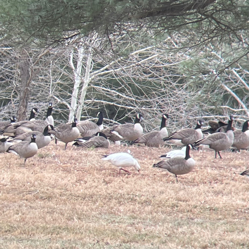 Ross's Goose (Anser rossii), photo 5
