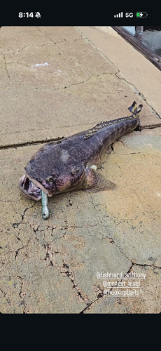 Specklefin midshipman (Porichthys myriaster) — Batrachoididae