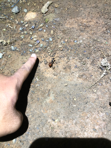 Dinomyrmex Ashmead, 1905