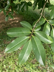 Corossolier Des Montagnes (Annona montana)