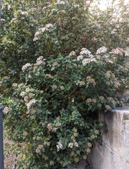 Viburnum tinus