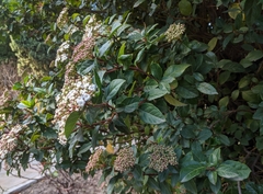 Viburnum tinus