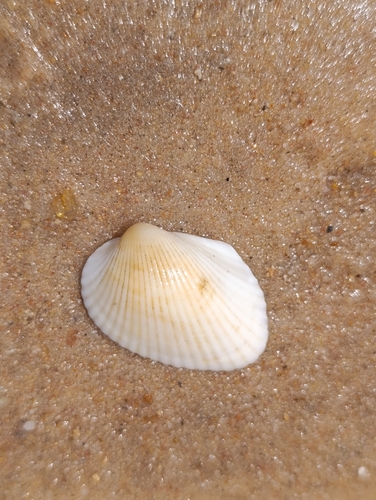 Lunarca ovalis