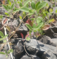 Trichostema oblongum
