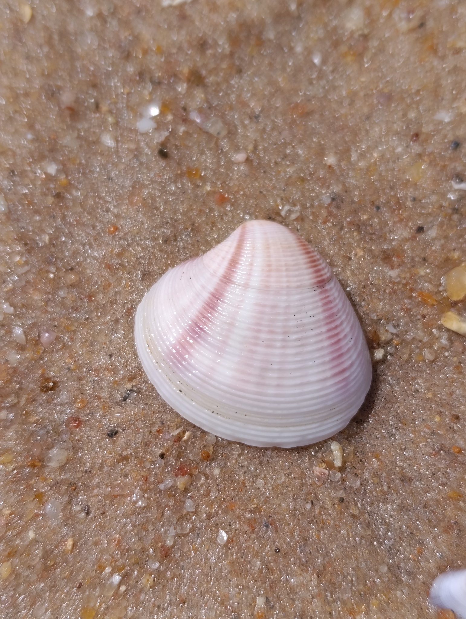 Lamelliconcha circinata