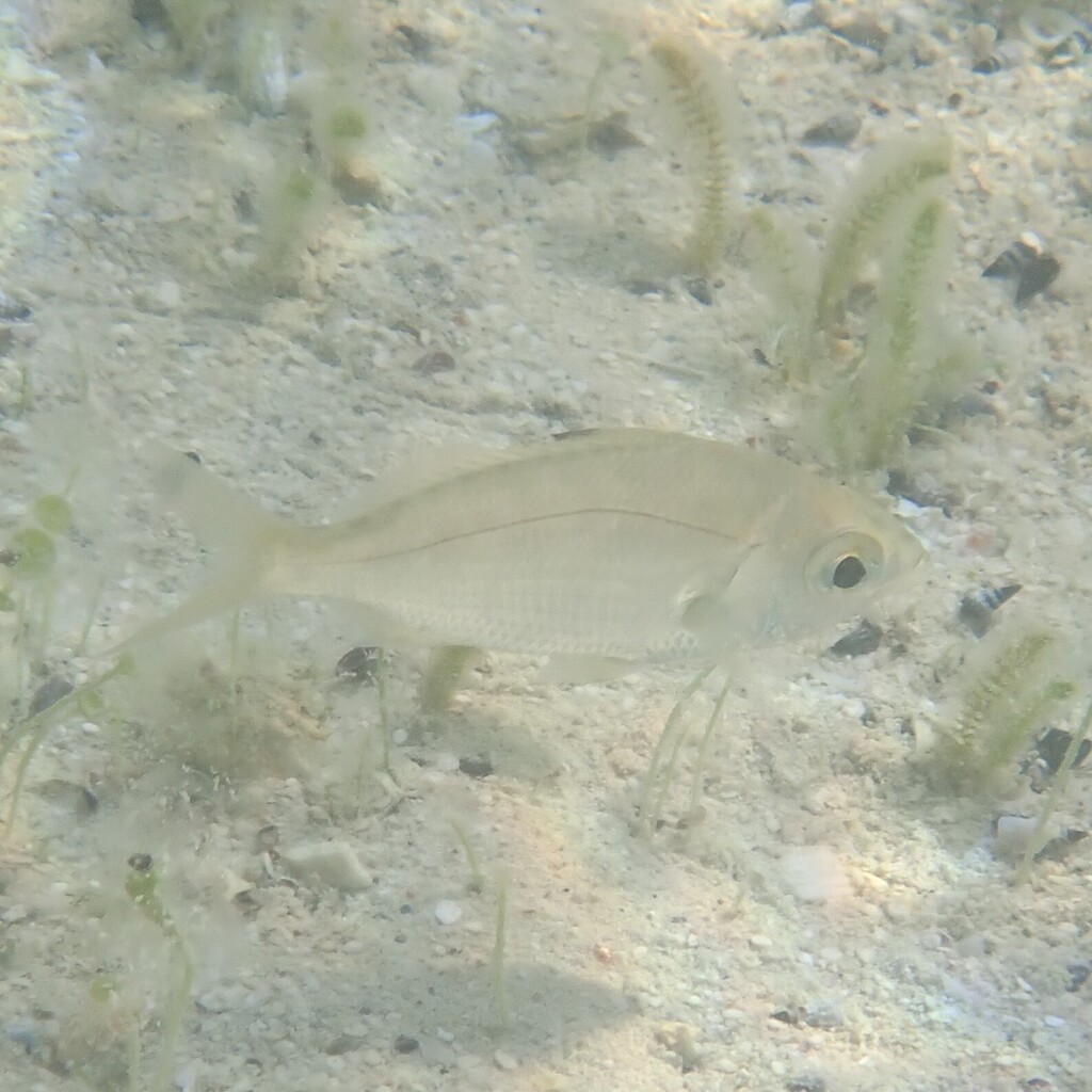 Bigeye Mojarra