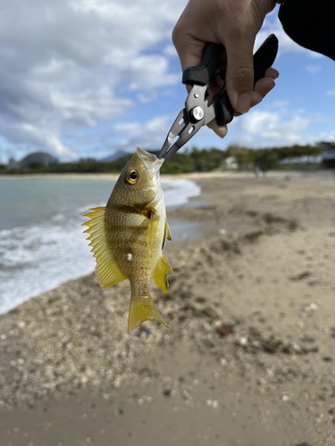 Blubberlip snapper (Lutjanus rivulatus) — Lutjanidae — 3