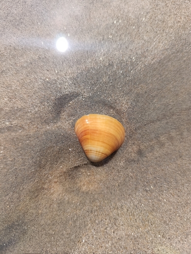 Tivela mactroides