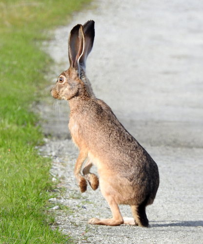 Black-tailed Jackrabbit, photo 10 of 10