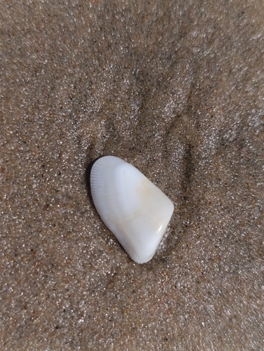 Donax striatus