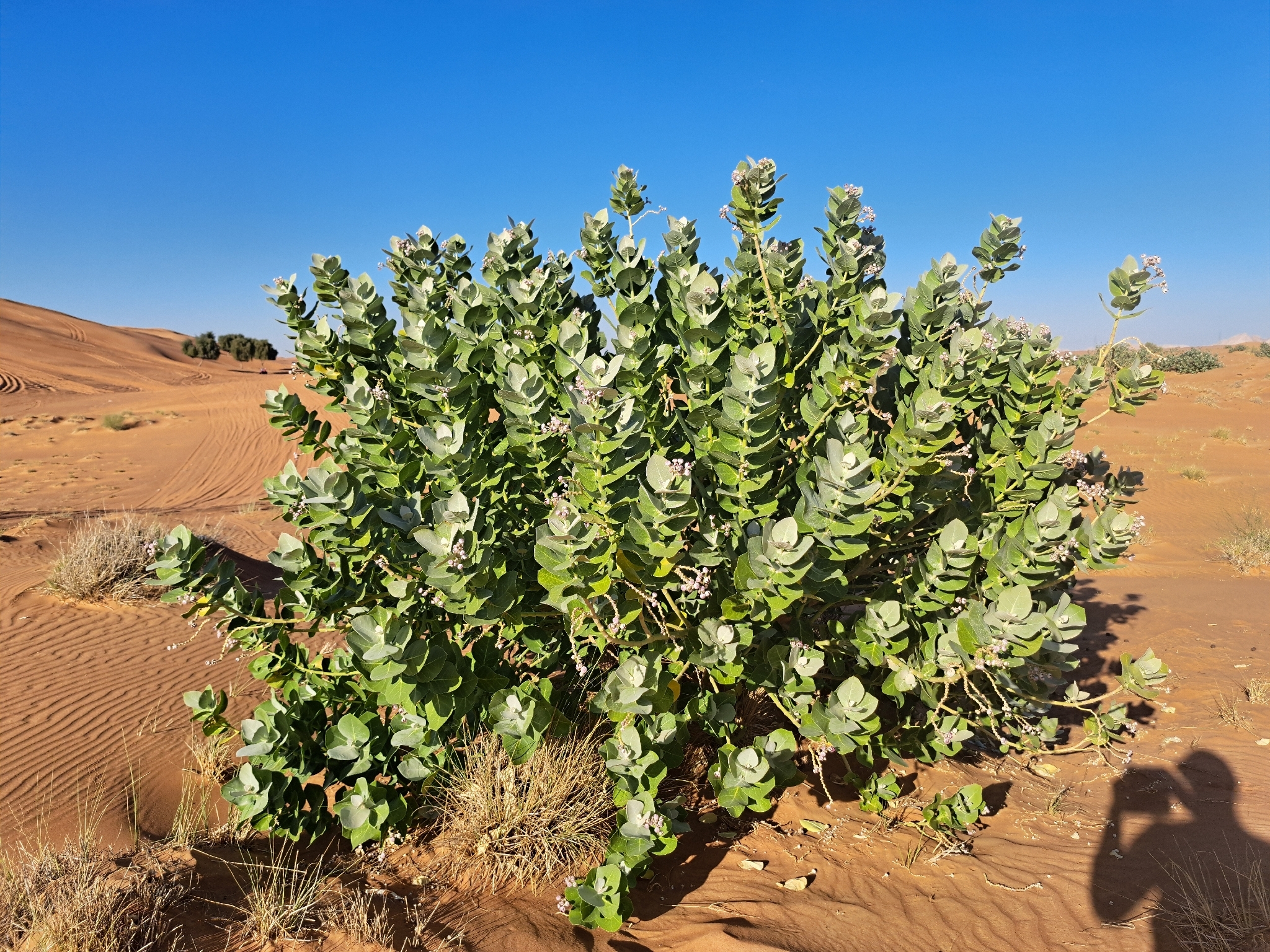 Calotropis procera