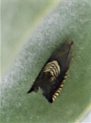 Grapholita tristrigana