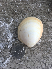 Laevicardium serratum