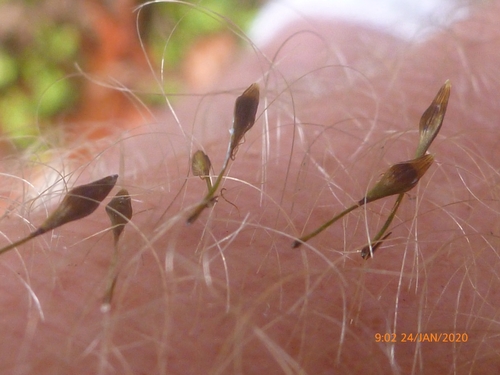 Carex uncinata
