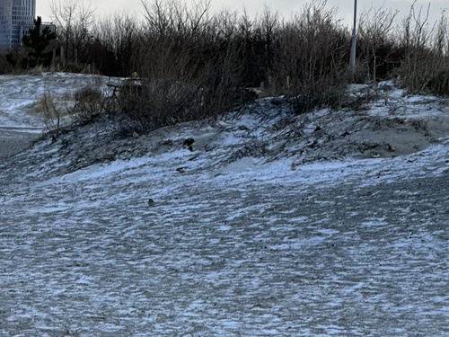 Snow Bunting (Plectrophenax nivalis), photo 5
