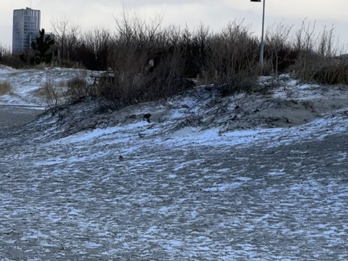 Snow Bunting (Plectrophenax nivalis), photo 6