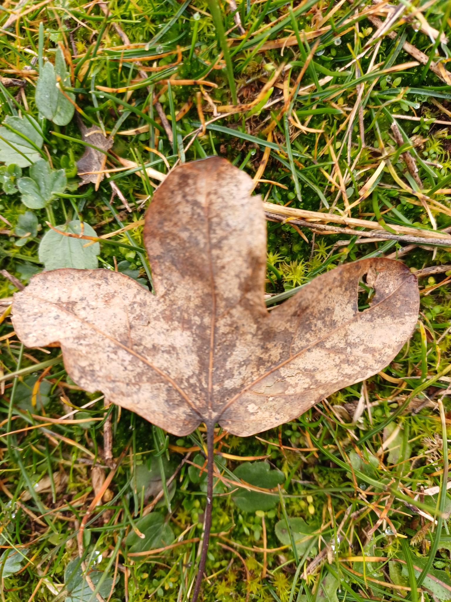 Montpellier maple