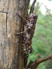 Agroecotettix modestus