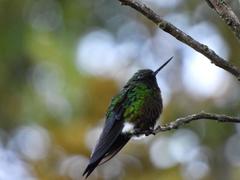 Eriocnemis cupreoventris