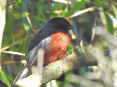 Catamblyrhynchus diadema