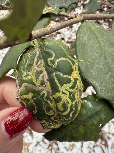 Unknown species found near E Telegraph Rd, Airville, PA, US