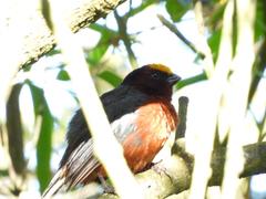 Catamblyrhynchus diadema