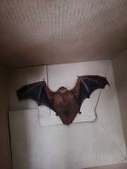 Lasiurus blossevillii
