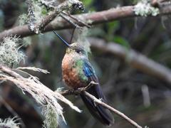 Pterophanes cyanopterus