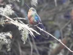 Pterophanes cyanopterus