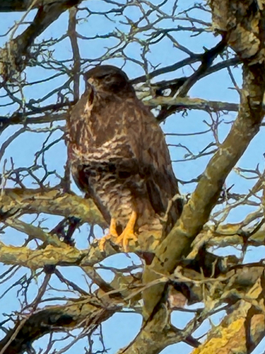 Common Buzzard (Buteo buteo), photo 4