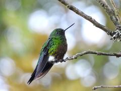 Eriocnemis cupreoventris