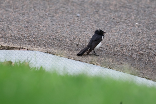 Willie Wagtail (Rhipidura leucophrys), photo 5