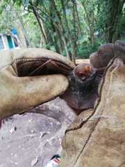 Lasiurus blossevillii