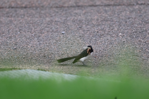 Willie Wagtail (Rhipidura leucophrys), photo 6
